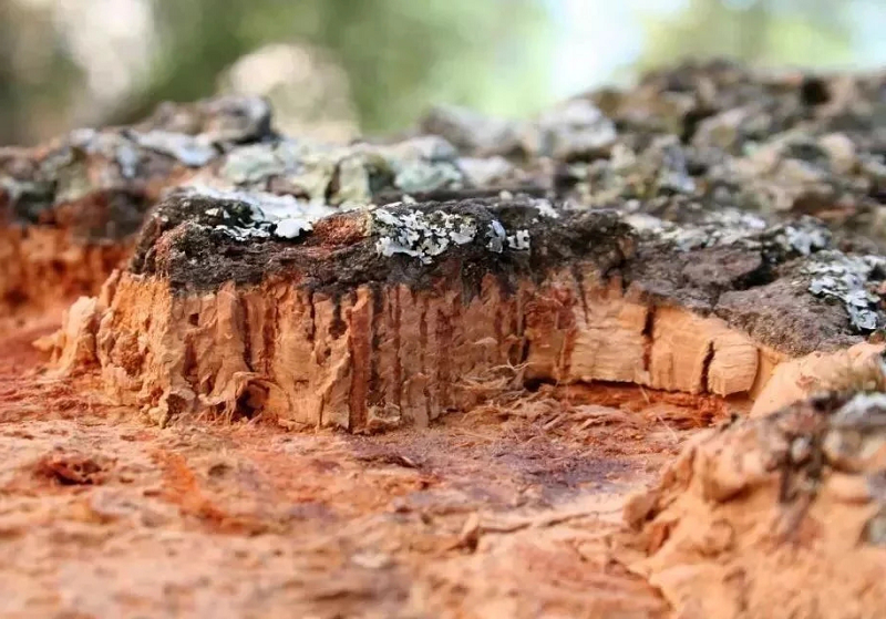 软木,源于自然的环保地板 图片5 软木,源于自然的环保地板 图片5