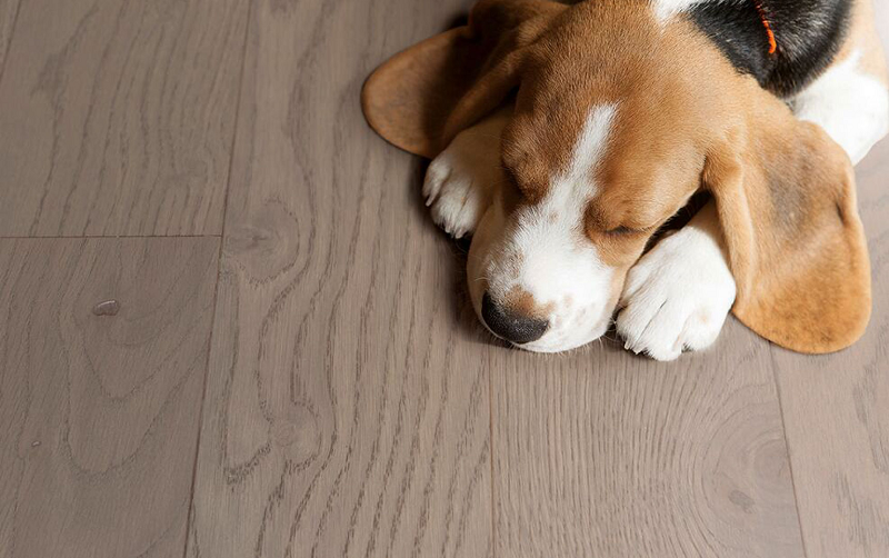 追寻自然的踪迹，宅男视频下载Parky环保地板 图片3