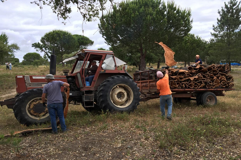 溯源软木,环保地板的诞生 图片12 溯源软木,环保地板的诞生 图片12