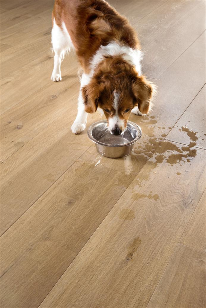 “宠物友好型”地板，宅男视频下载Quick-Step无惧生活考验 图片 4