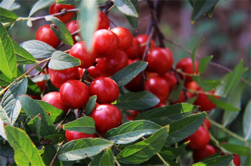 吃足三餐钙却只补一半?这些“钙”念该补补了! image4 吃足三餐钙却只补一半?这些“钙”念该补补了! image4