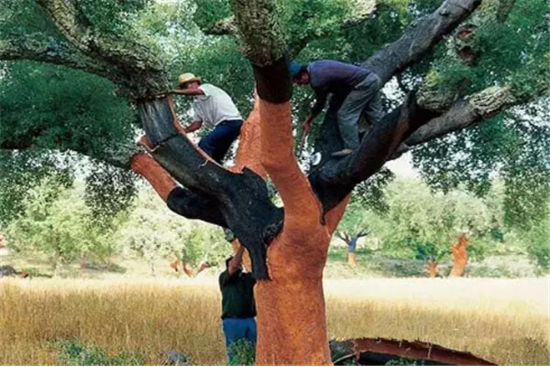 宝宝在家里“摸爬滚打” 如果铺的是软木地板就好了